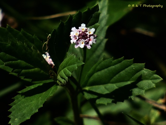 {Phyla lanceolata}